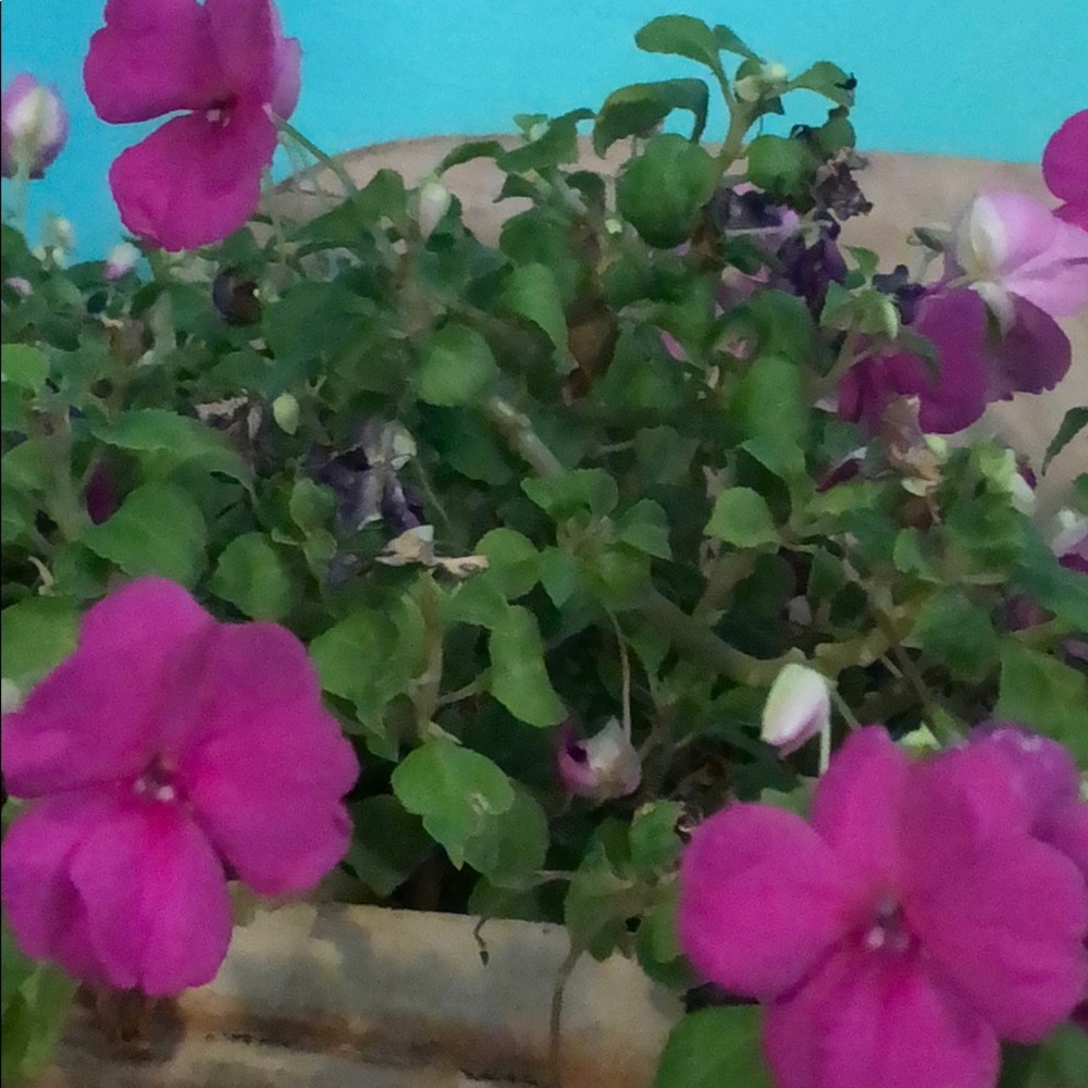 Meet your Posher, Veronica